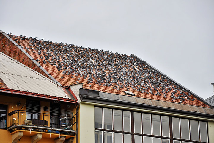 A2B Pest Control are able to install spikes to deter birds from roofs in Petts Wood. 