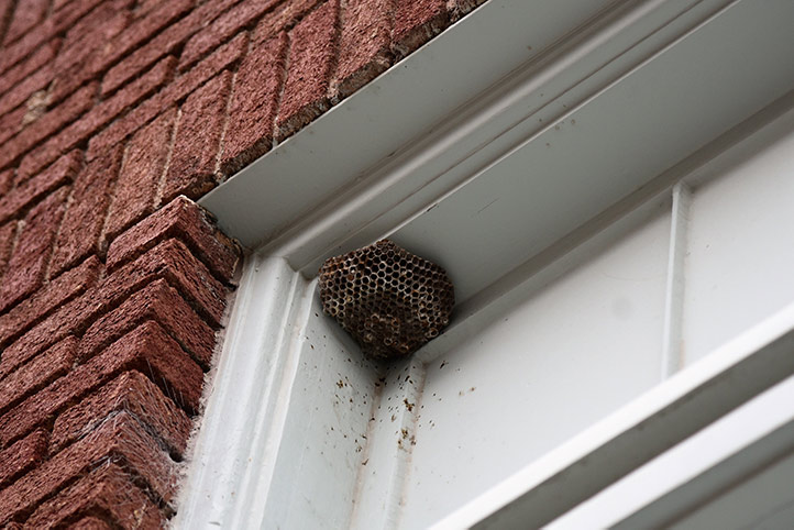 We provide a wasp nest removal service for domestic and commercial properties in Petts Wood.